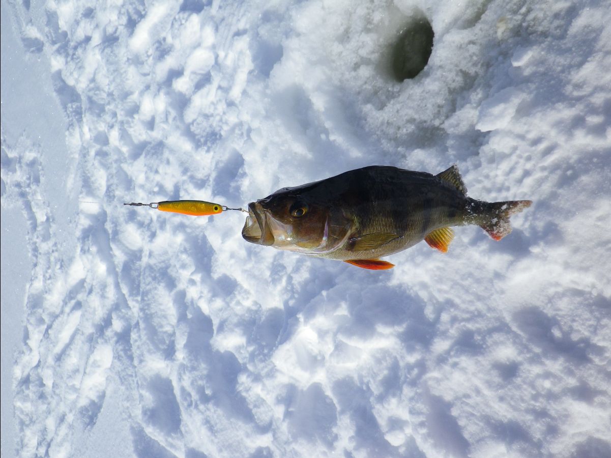 Ice Fishing25